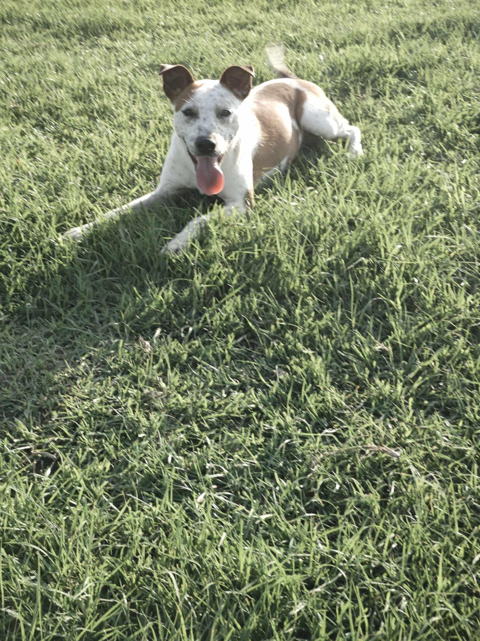 Enlarge Sarah, a Adoptable mixed breed in Ville platte, LA image 4/6