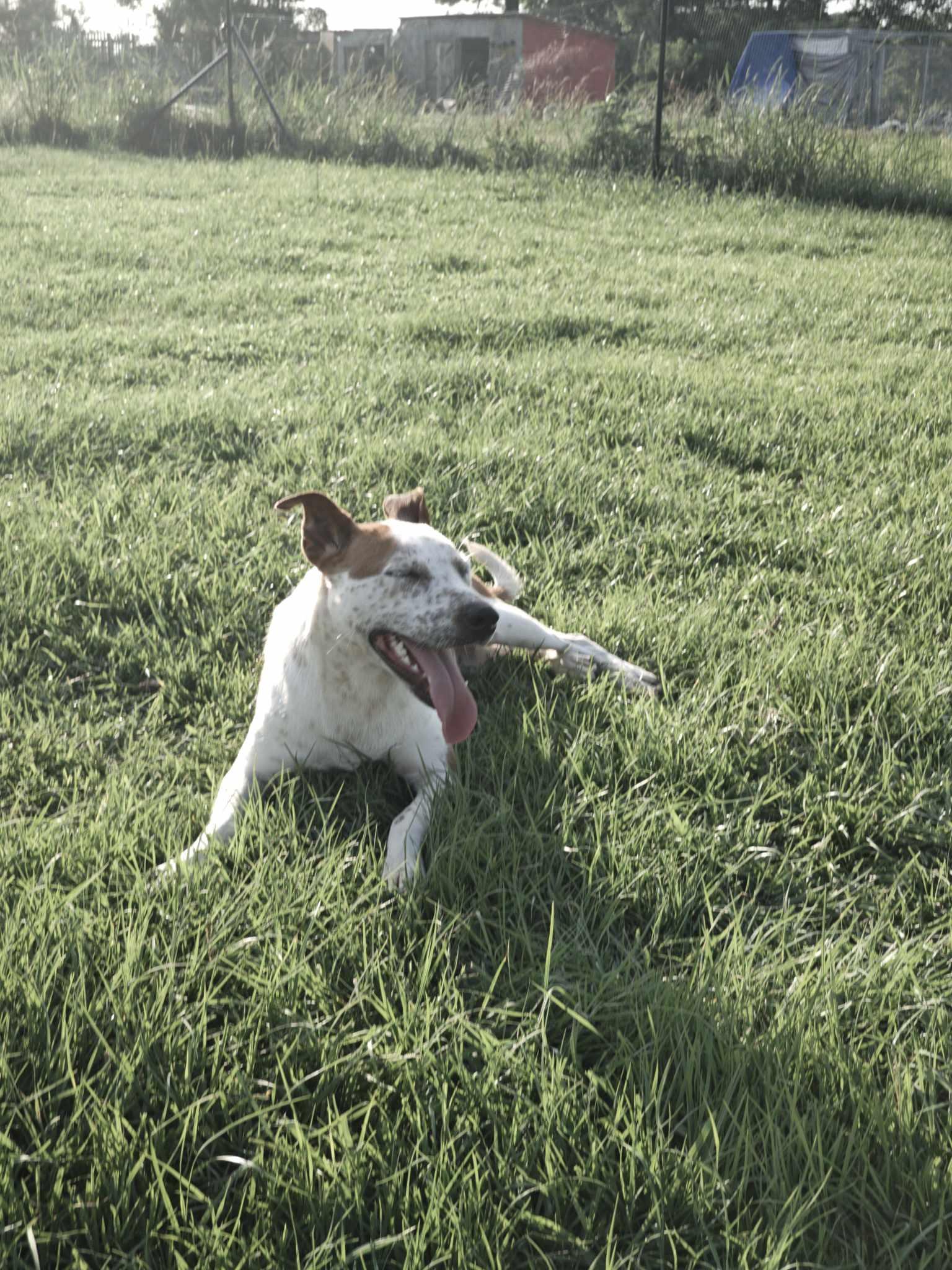 Enlarge Sarah, a Adoptable mixed breed in Ville platte, LA image 3/6
