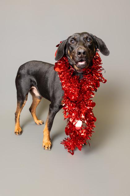 Knox, Adoptable, Adult Male Coonhound & Mixed Breed.