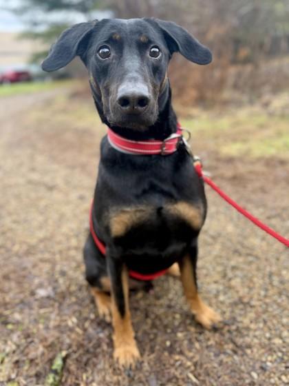 Knox, Adoptable, Adult Male Coonhound & Mixed Breed.