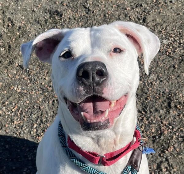 Enlarge Oakley, a Adoptable mixed breed in Golden, CO image 1/1