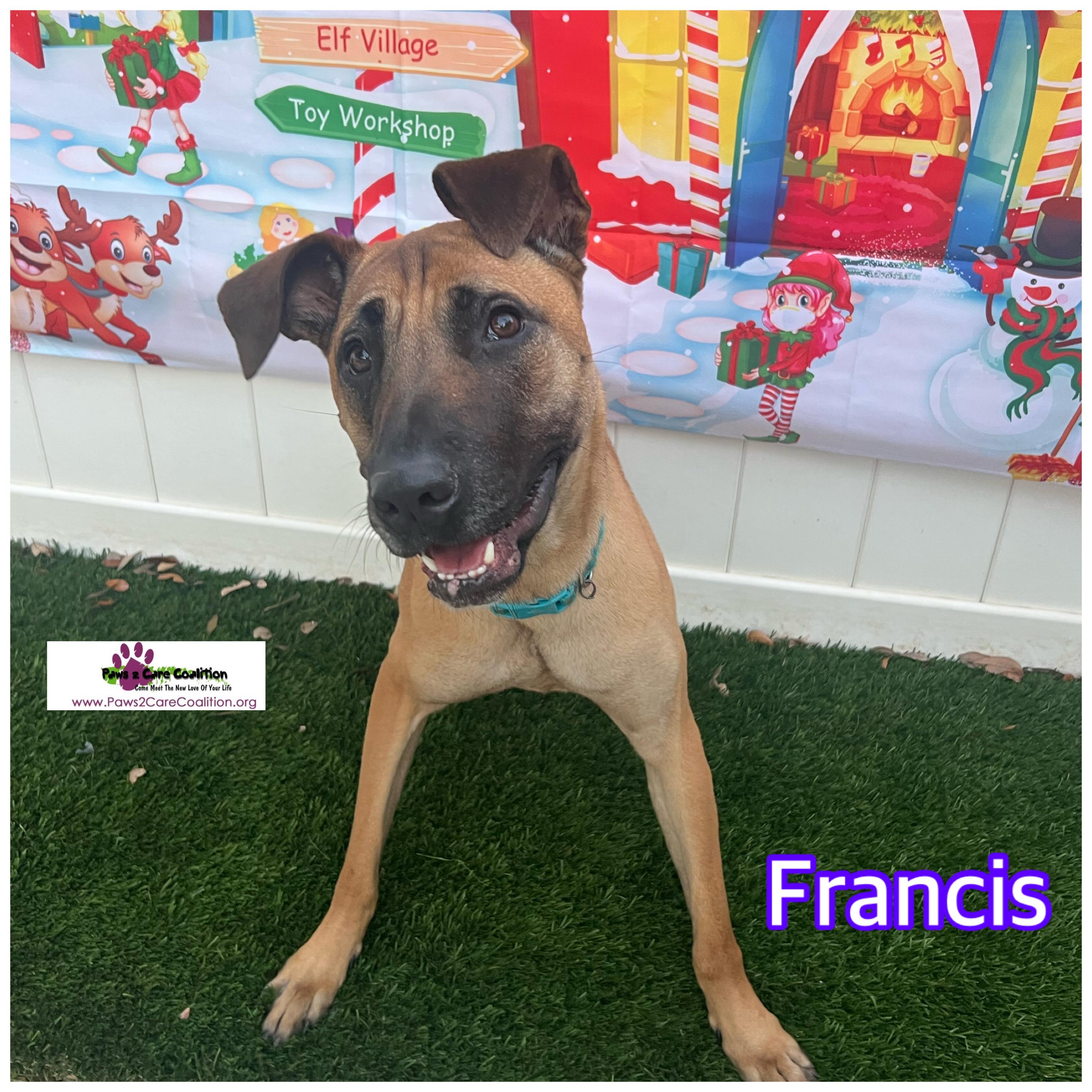 Francis, Adoptable, Young Female Belgian Shepherd / Malinois.