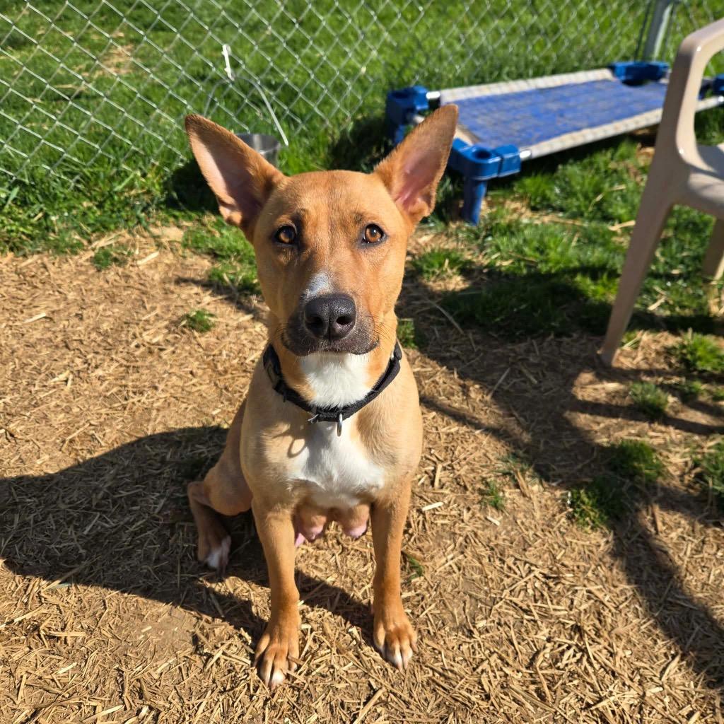 June Bug, Adoptable, Young Female Shepherd & Mixed Breed.