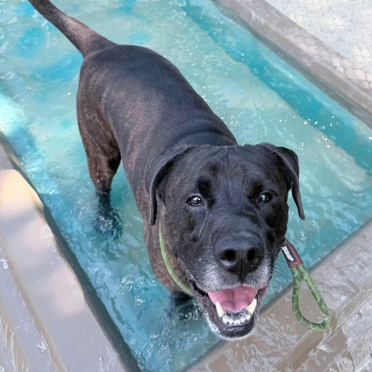 Ross, Adoptable, Adult Male Mixed Breed.