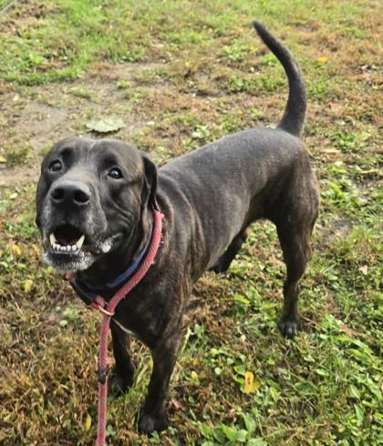 Enlarge Ross, a Adoptable Mixed Breed in Philadelphia, PA image 2/4