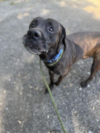 Enlarge Ross, a Adoptable Mixed Breed in Philadelphia, PA image 3/4