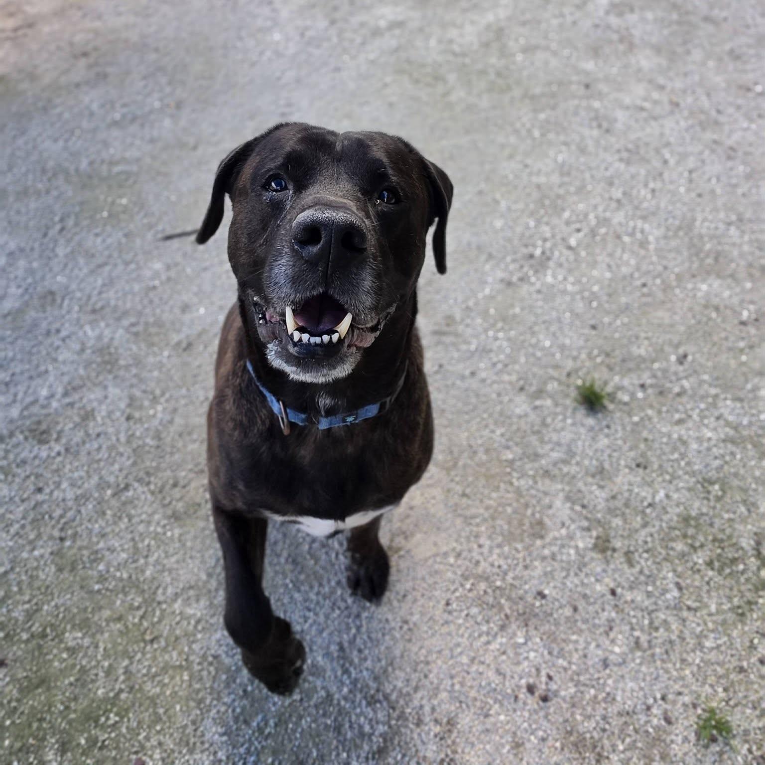 Enlarge Ross, a Adoptable Mixed Breed in Philadelphia, PA image 2/4
