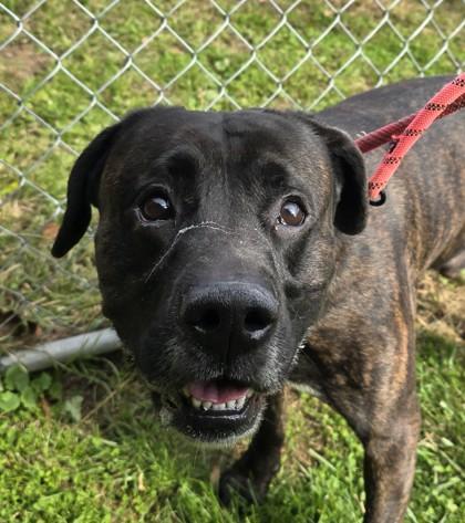 Enlarge Ross, a Adoptable Mixed Breed in Philadelphia, PA image 4/4