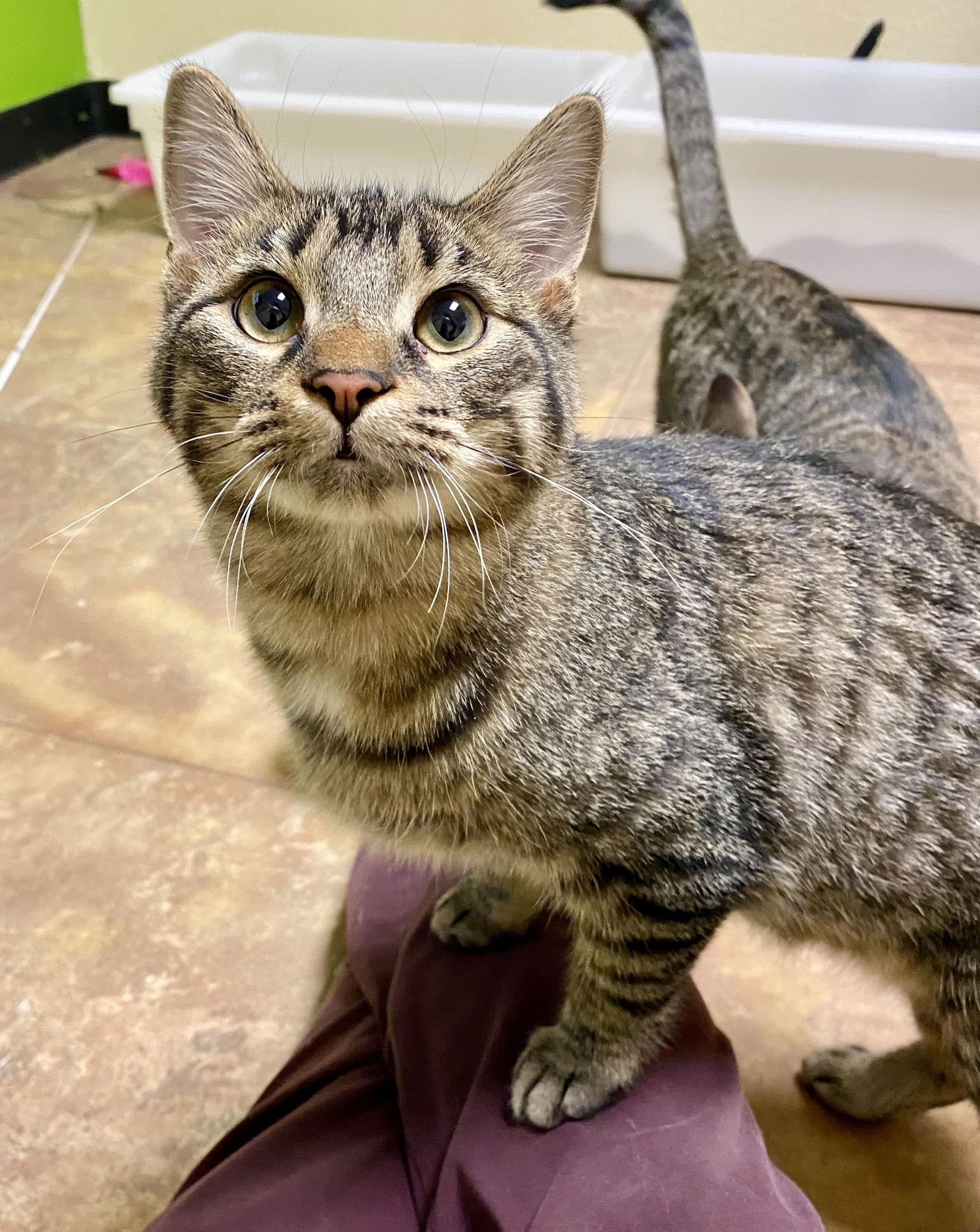 Enlarge Ope, a Adoptable mixed breed in Fargo, ND image 2/3