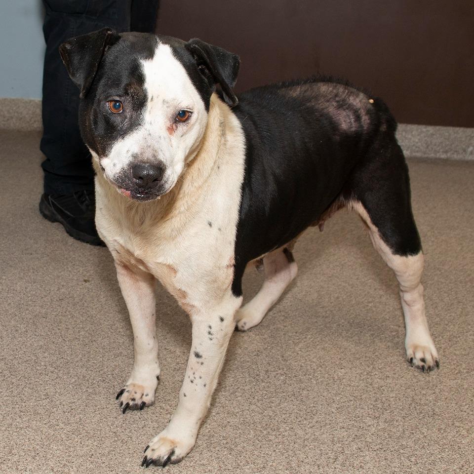 Panda, Adoptable, Adult Female Mixed Breed.
