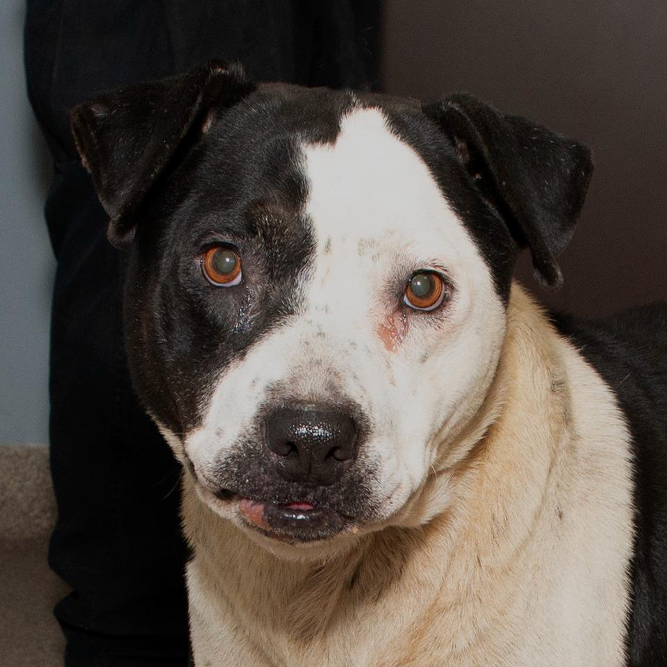 Enlarge Panda, a Adoptable Mixed Breed in Troy, OH image 2/2