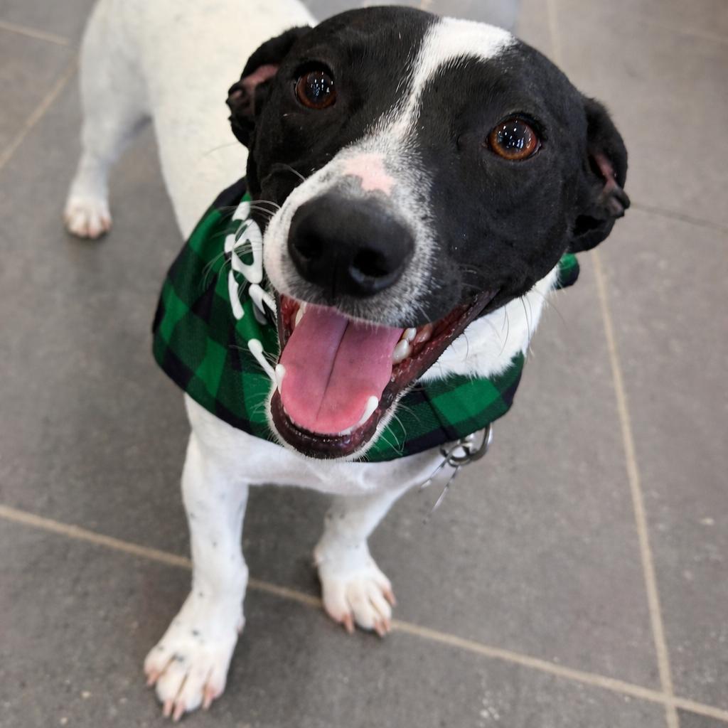 Lucky — thumbnail 3