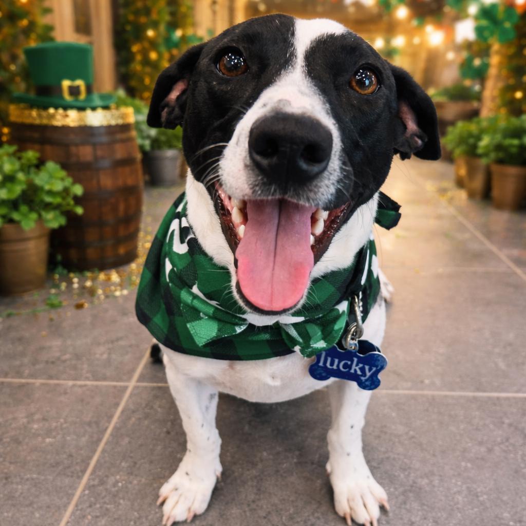 Lucky — thumbnail 5