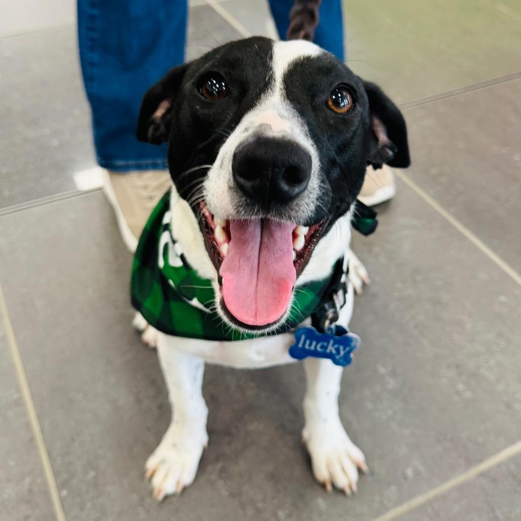 Lucky — thumbnail 6