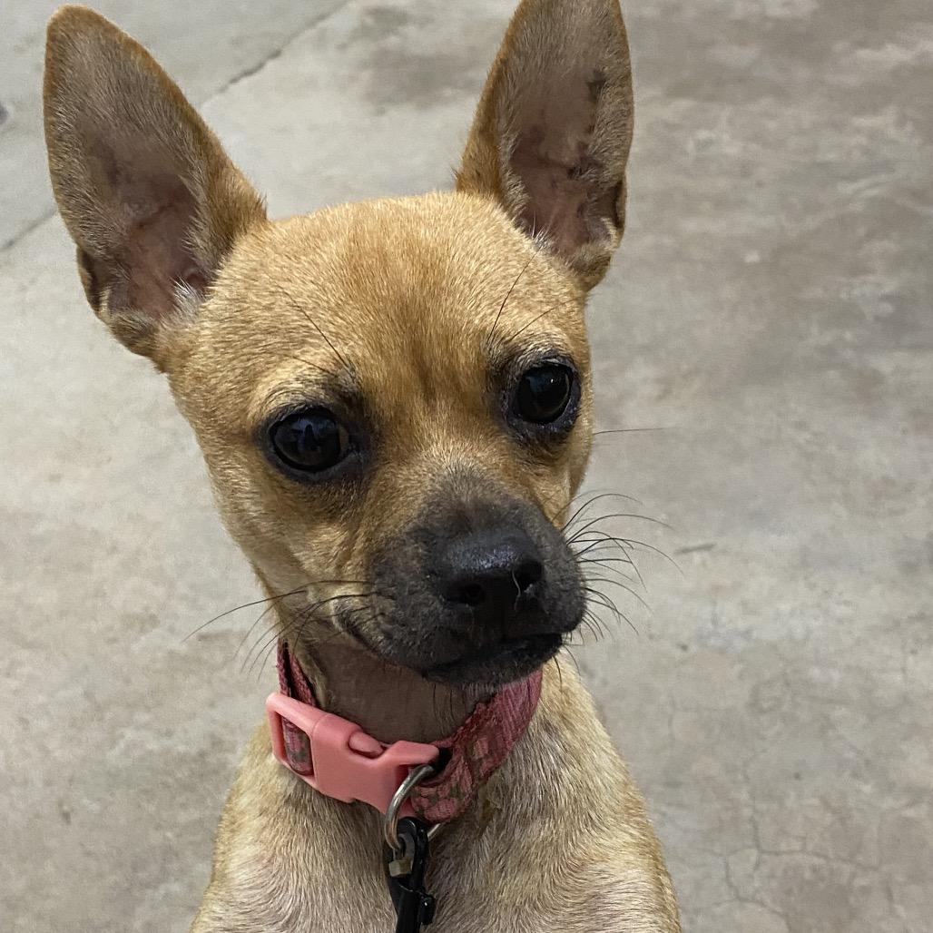 Enlarge Princess, a Adoptable Chihuahua in Corbin, KY image 1/1