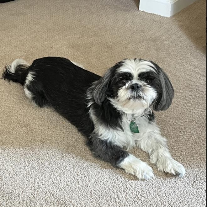 Chequers, adopted, Senior Male Shih Tzu.