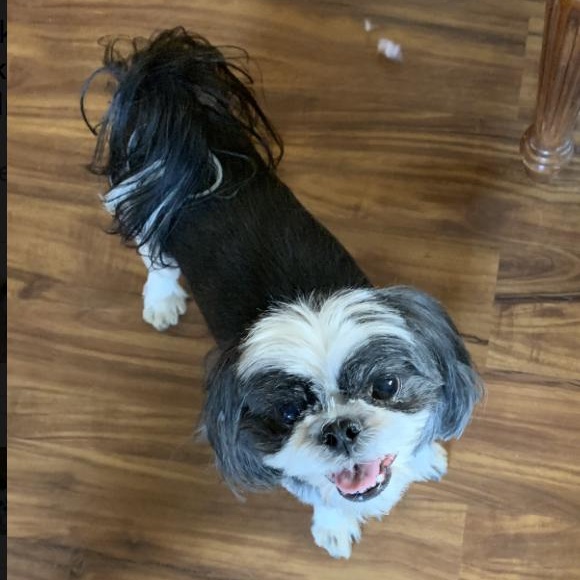 Chequers, an adopted Shih Tzu in Rockville, MD image 2/3