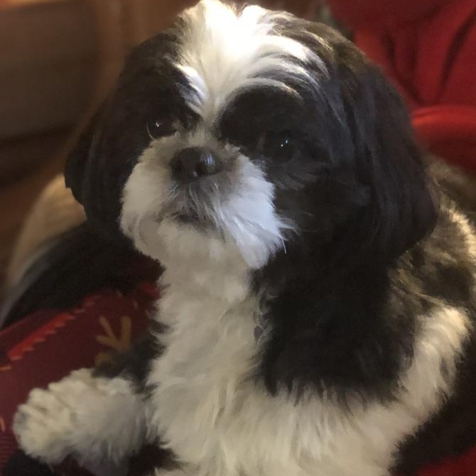 Chequers, an adopted Shih Tzu in Rockville, MD image 3/3