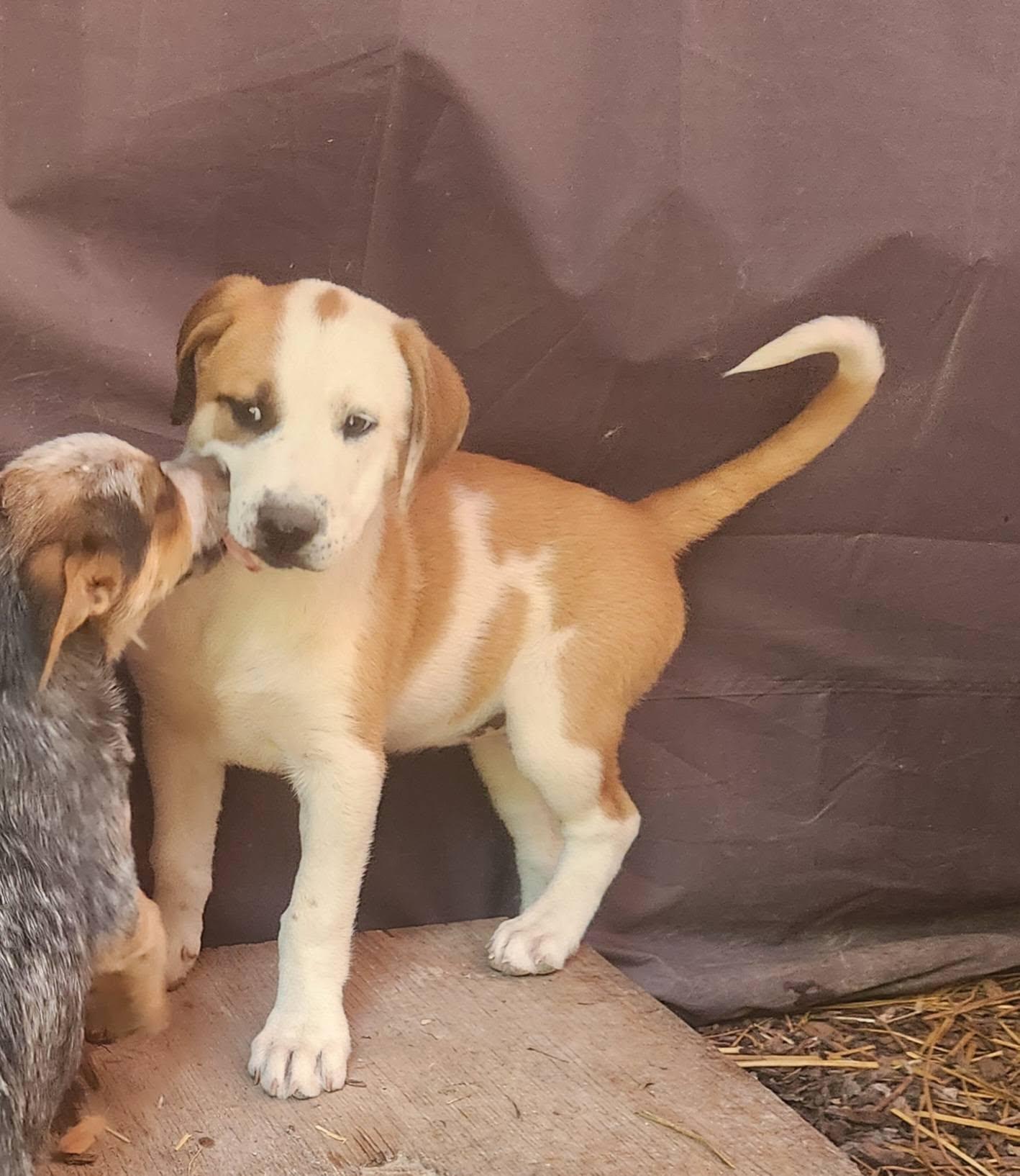Sugar, Adoptable, Young Female Great Pyrenees.