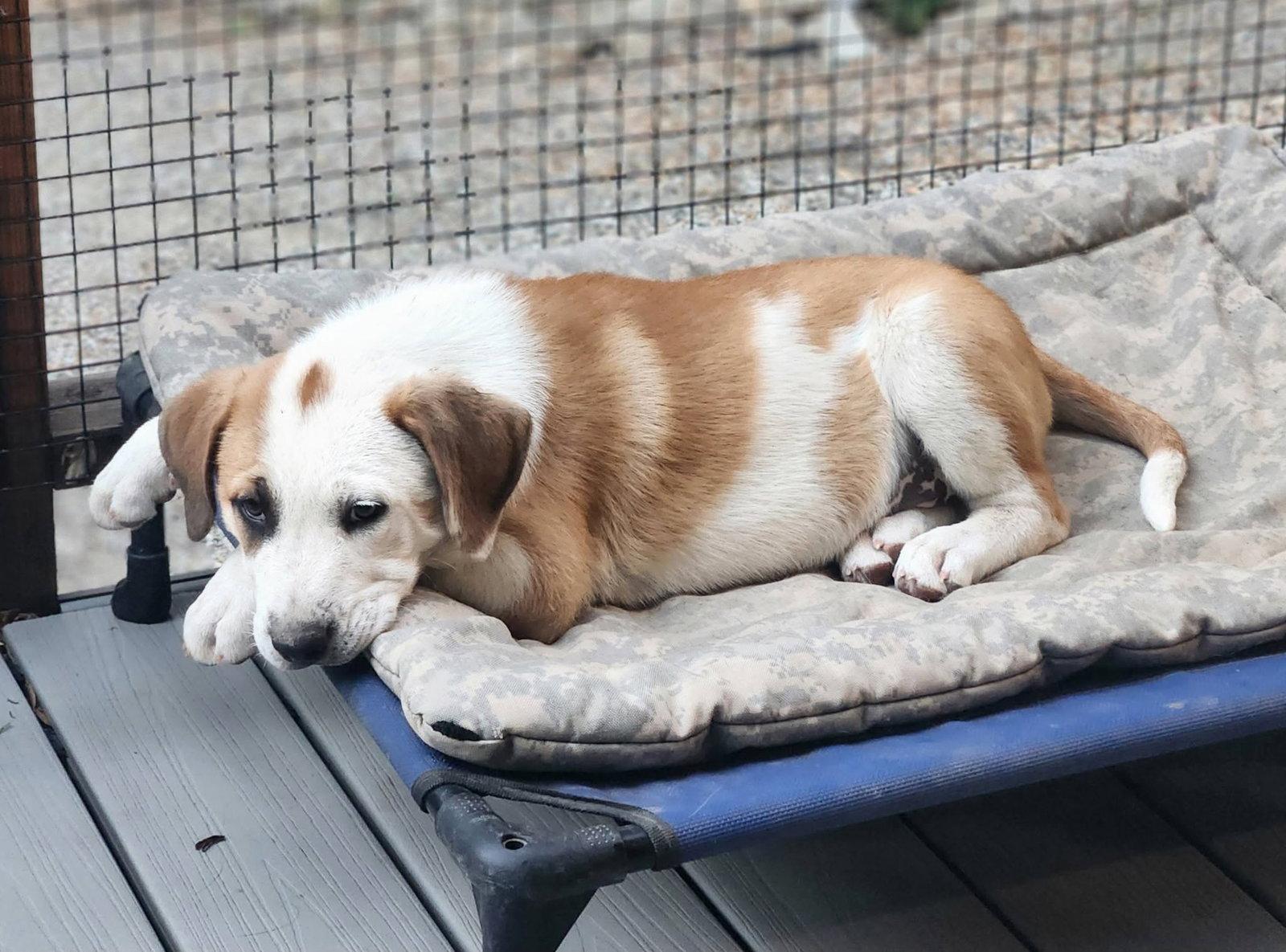 Sugar, a Adoptable Great Pyrenees in Paso Robles, CA image 3/3