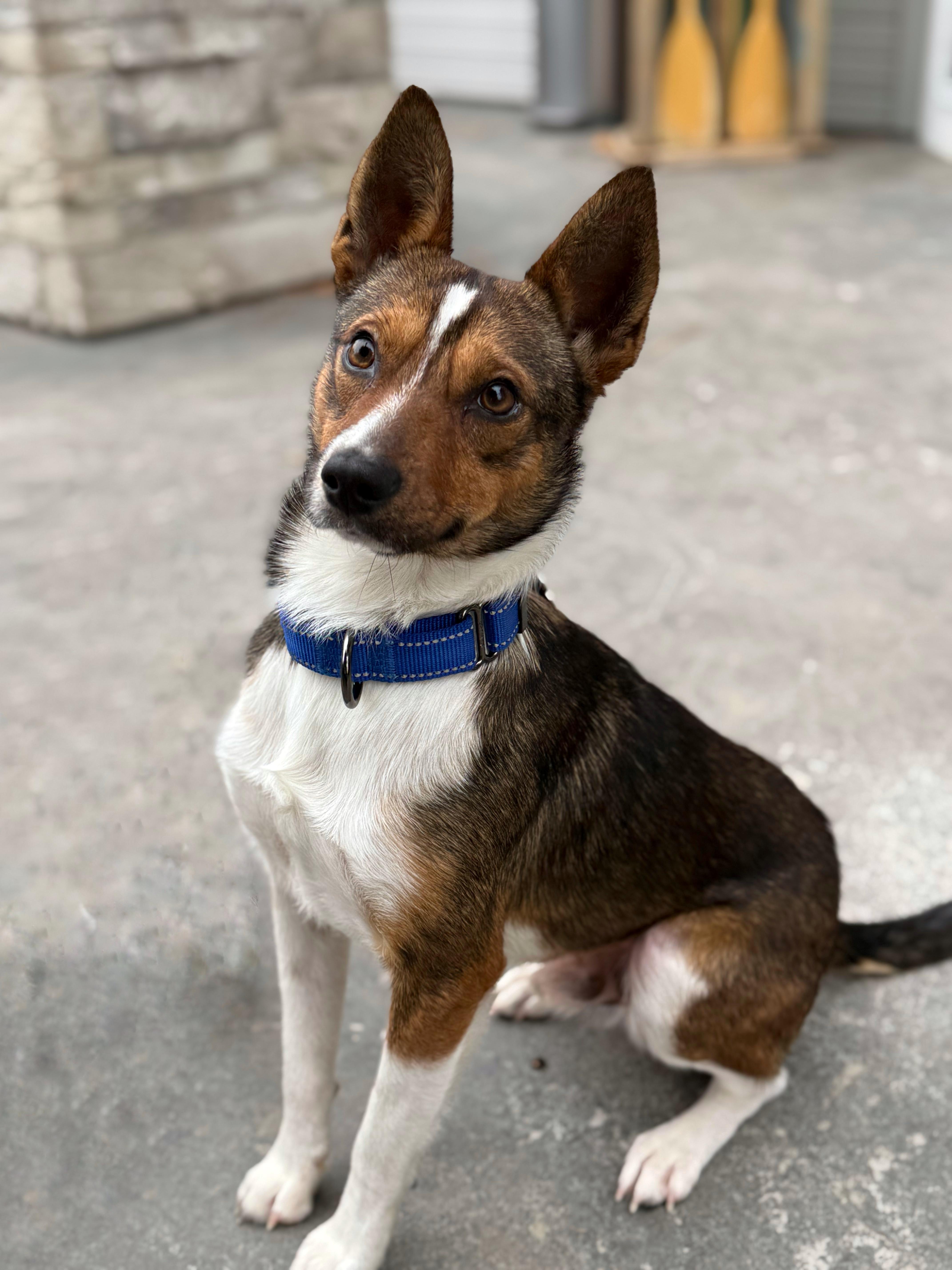 Odin, Adoptable, Adult Male Chihuahua & Border Collie.