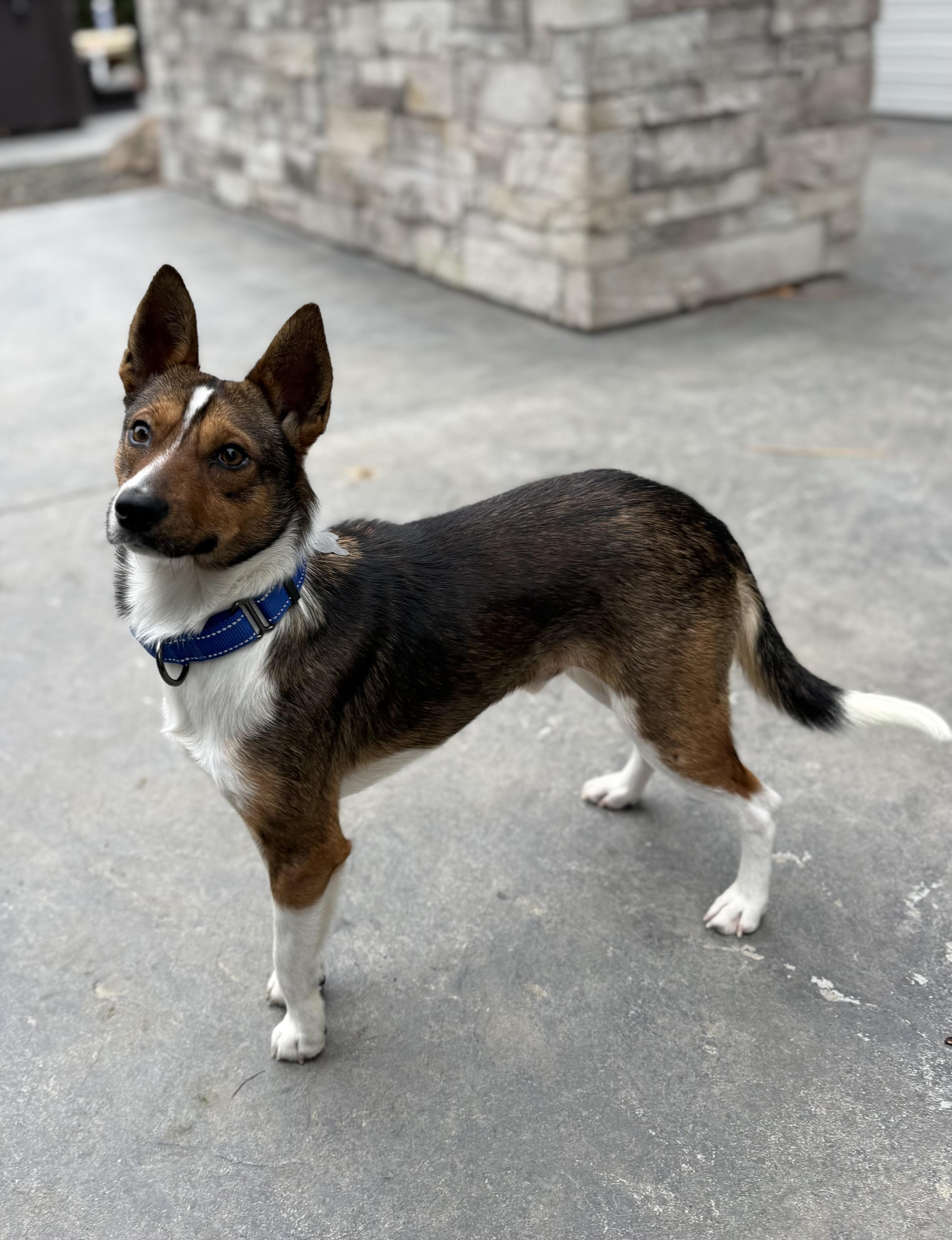 Enlarge Odin, a Adoptable mixed breed in Twin Falls, ID image 2/6