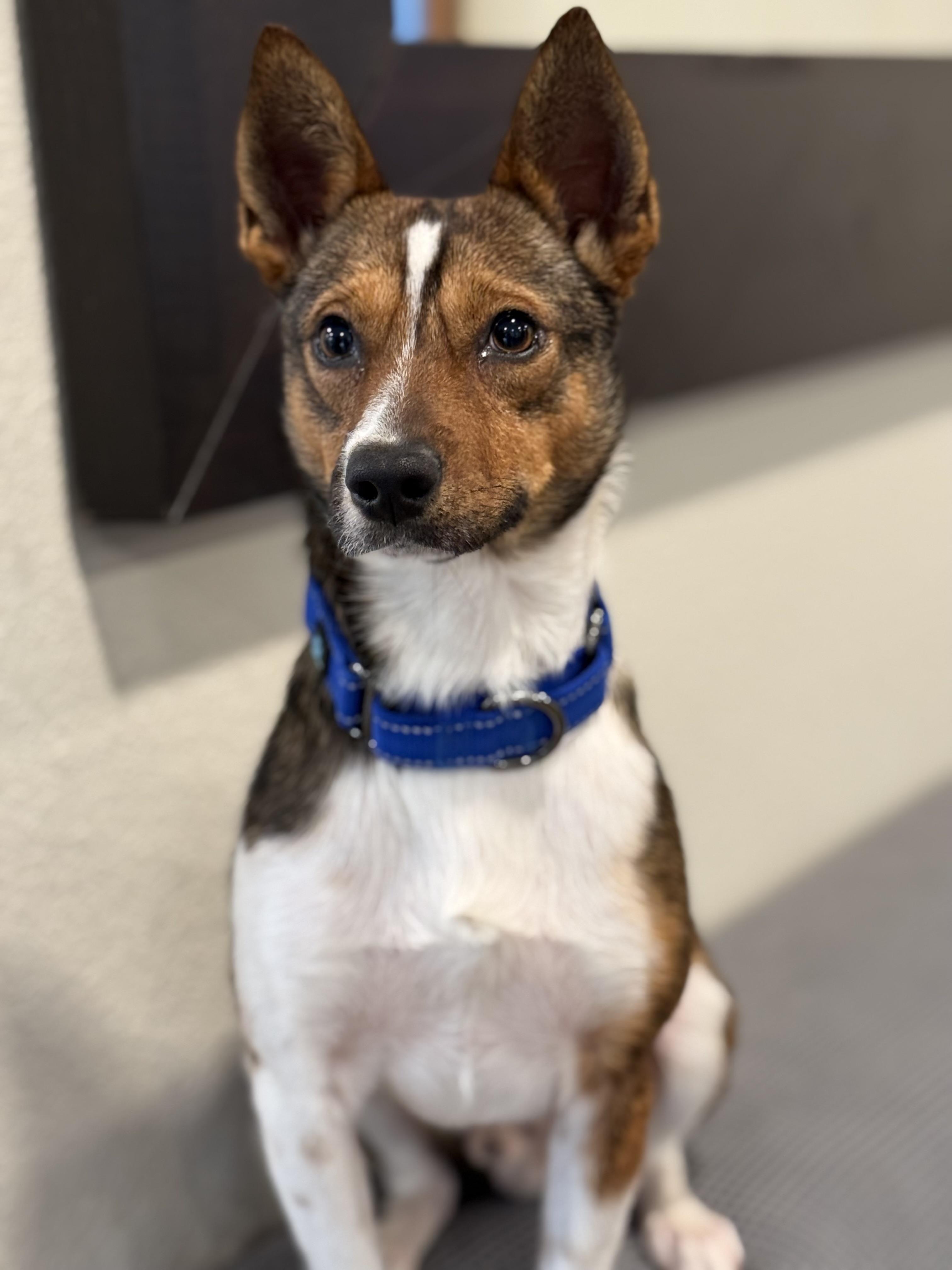 Enlarge Odin, a Adoptable mixed breed in Twin Falls, ID image 3/6