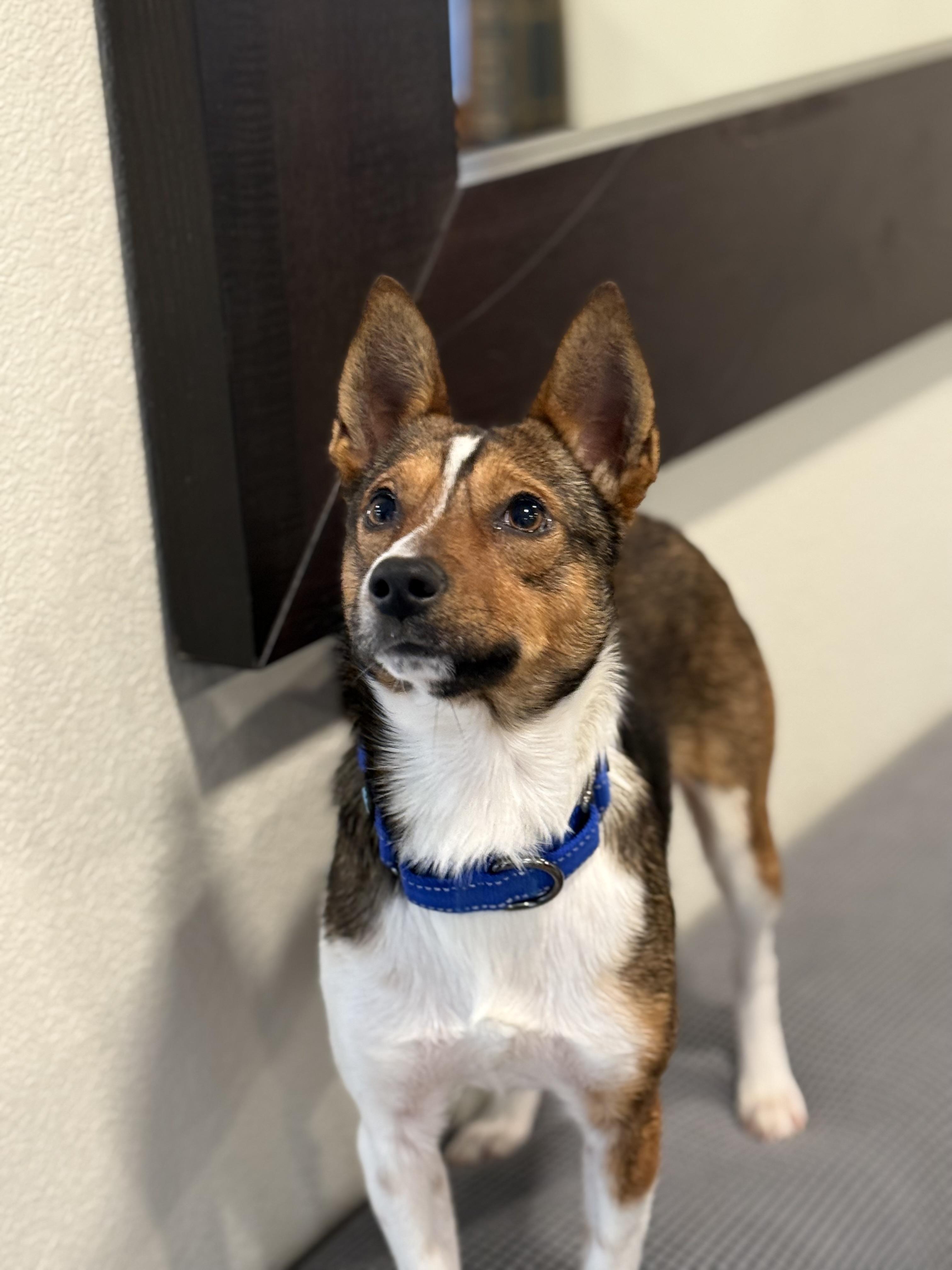 Odin — thumbnail 4