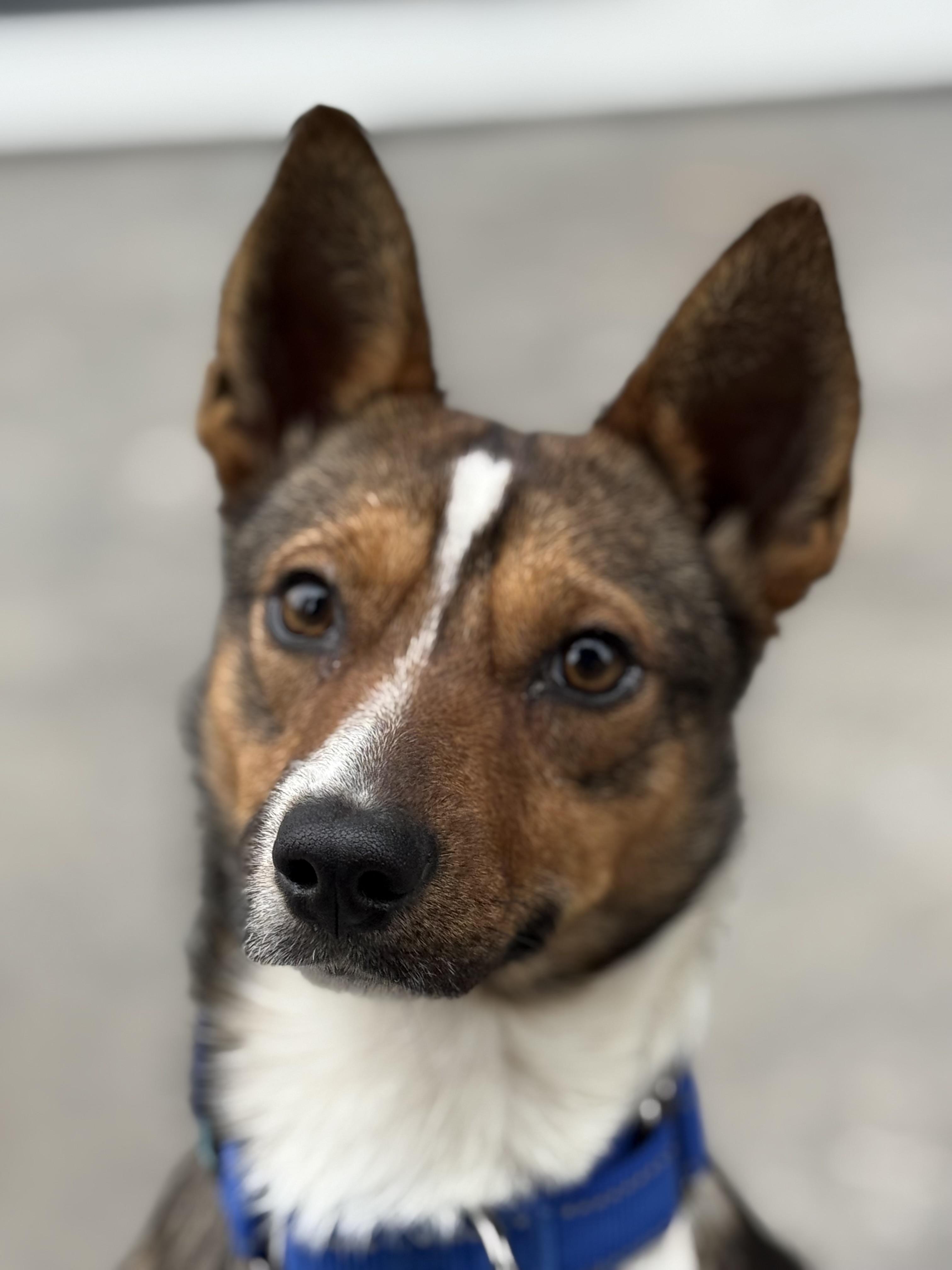 Enlarge Odin, a Adoptable mixed breed in Twin Falls, ID image 5/6