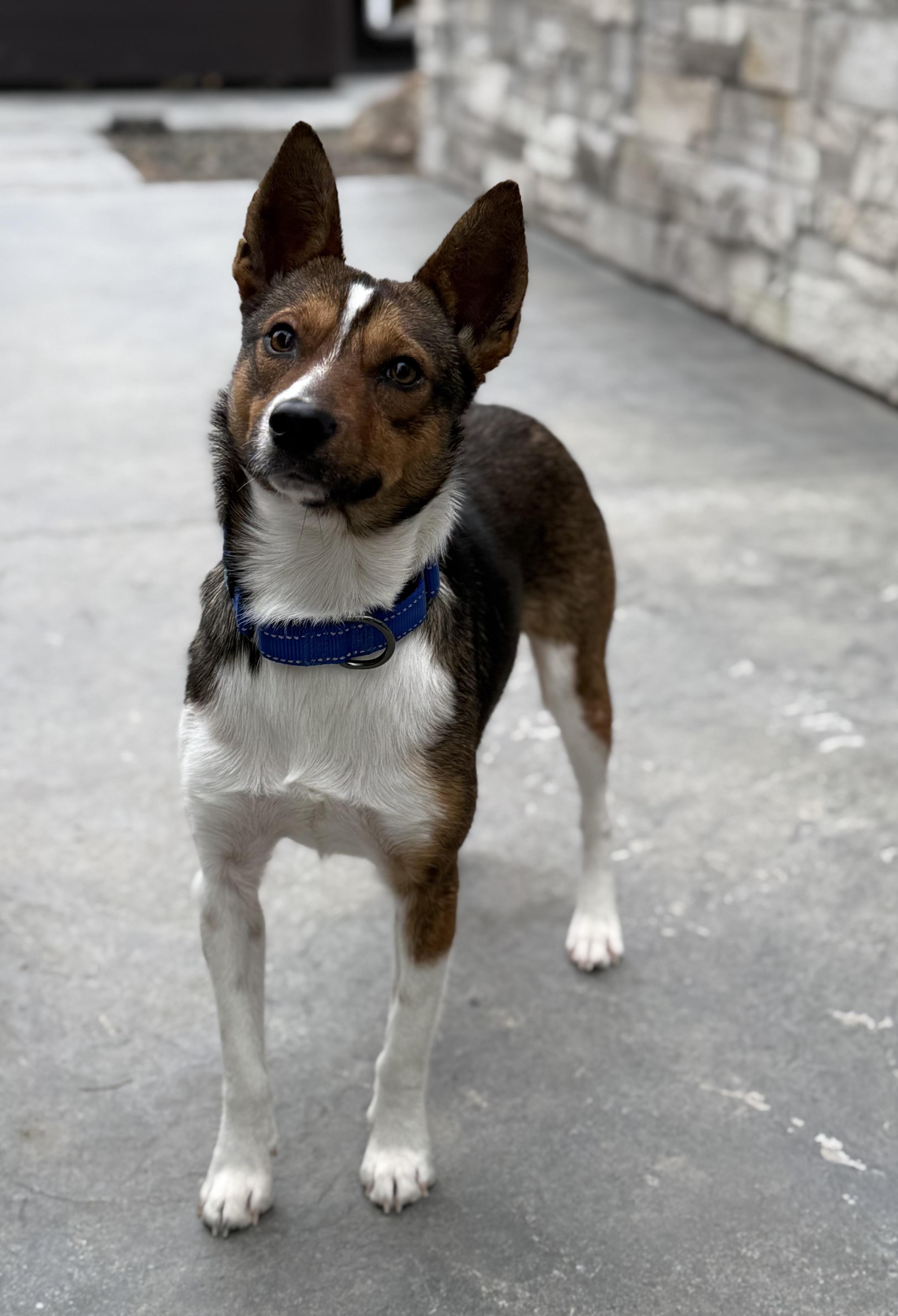 Enlarge Odin, a Adoptable mixed breed in Twin Falls, ID image 6/6
