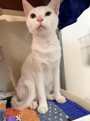 Millie — thumbnail 2