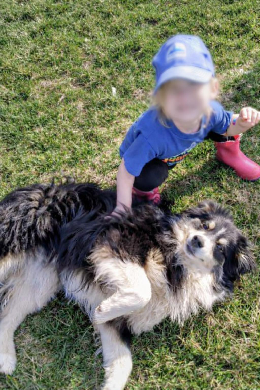 Enlarge ROLLIE - COURTESY LISTING , a ADOPTABLE Australian Shepherd in Marion, VA image 3/3