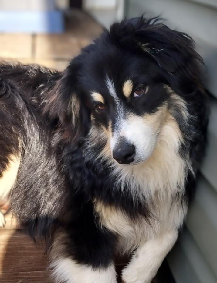 Enlarge ROLLIE - COURTESY LISTING , a ADOPTABLE Australian Shepherd in Marion, VA image 2/3