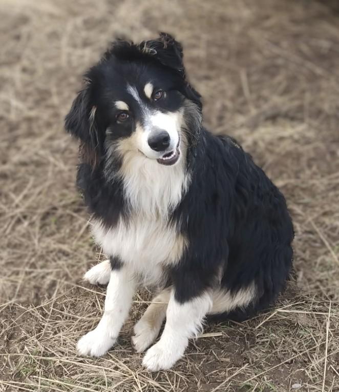 ROLLIE - COURTESY LISTING , ADOPTABLE, Young Male Australian Shepherd.