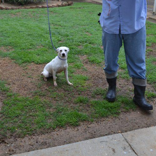 Snowwhite, Adoptable, Young Female Rat Terrier.