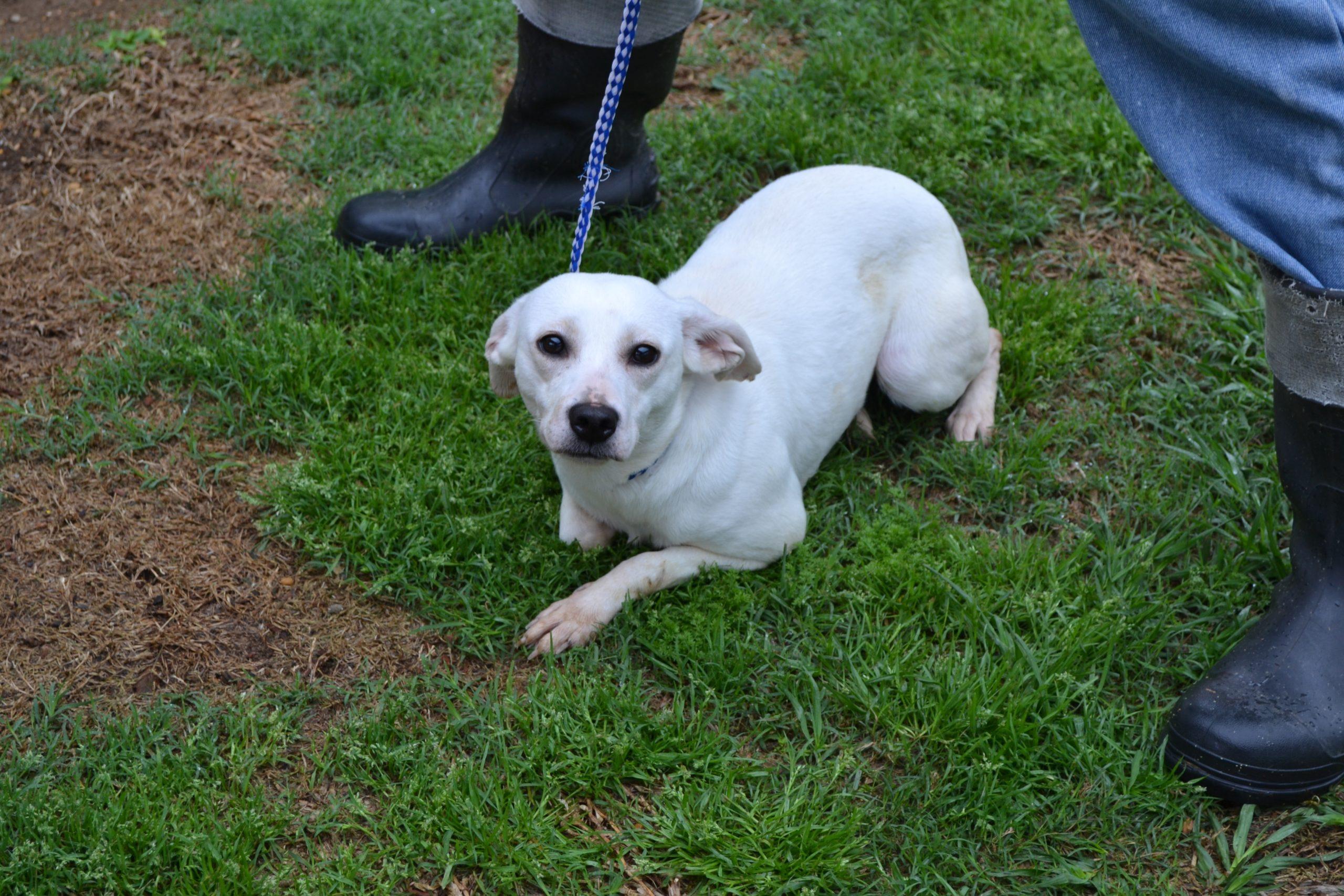 Enlarge Snowwhite, a Adoptable Rat Terrier in Jackson, LA image 2/2