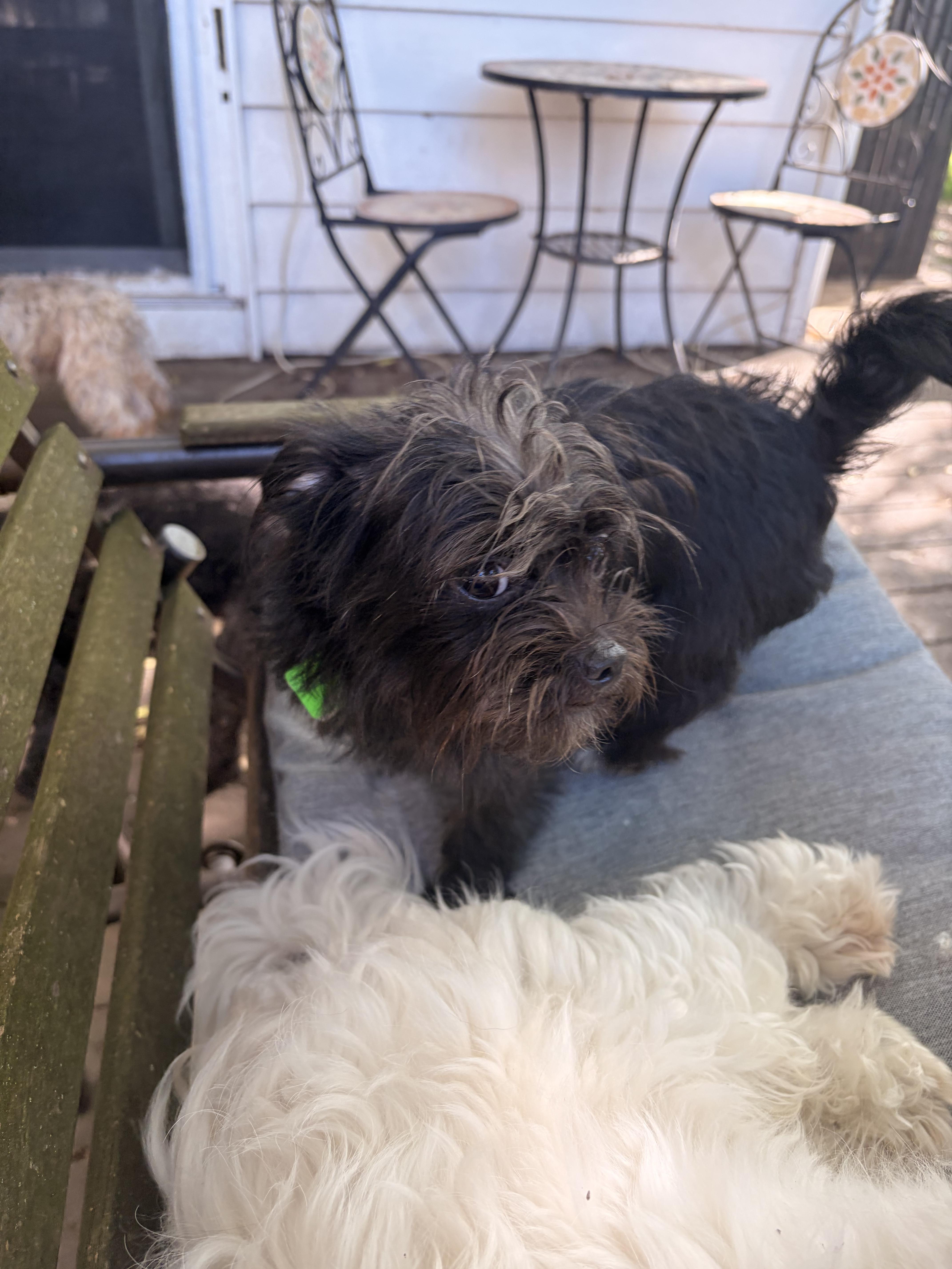 Enlarge Annie, a ADOPTABLE mixed breed in Byron, IL image 5/5