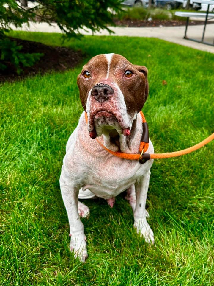 Rocky, Adoptable, Senior Male Hound.