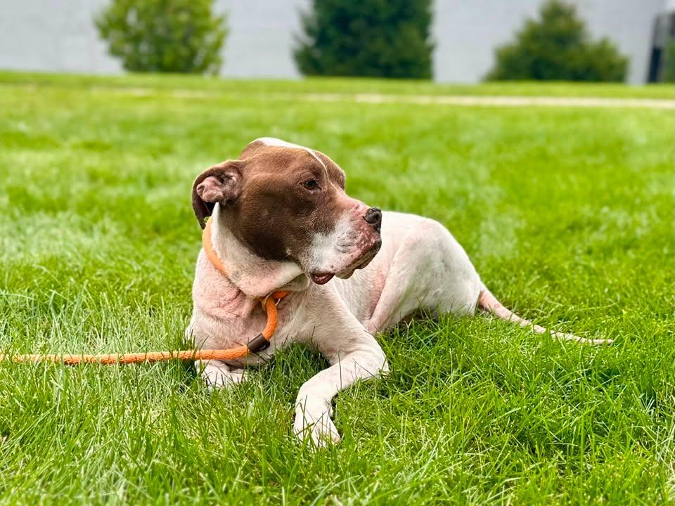 Enlarge Rocky, a Adoptable Hound in Crete, IL image 2/3