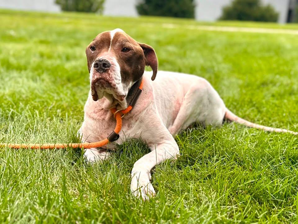 Enlarge Rocky, a Adoptable Hound in Crete, IL image 3/3