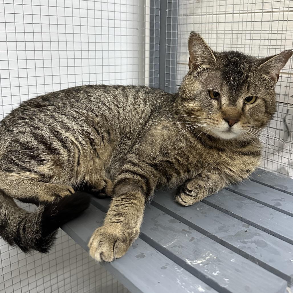 Earl, Adoptable, Adult Male Domestic Short Hair.