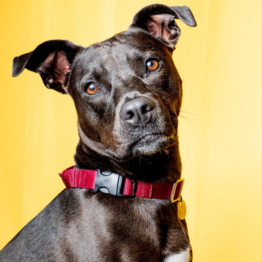 Enlarge Birdie, a Adoptable mixed breed in Brookfield, WI image 3/6