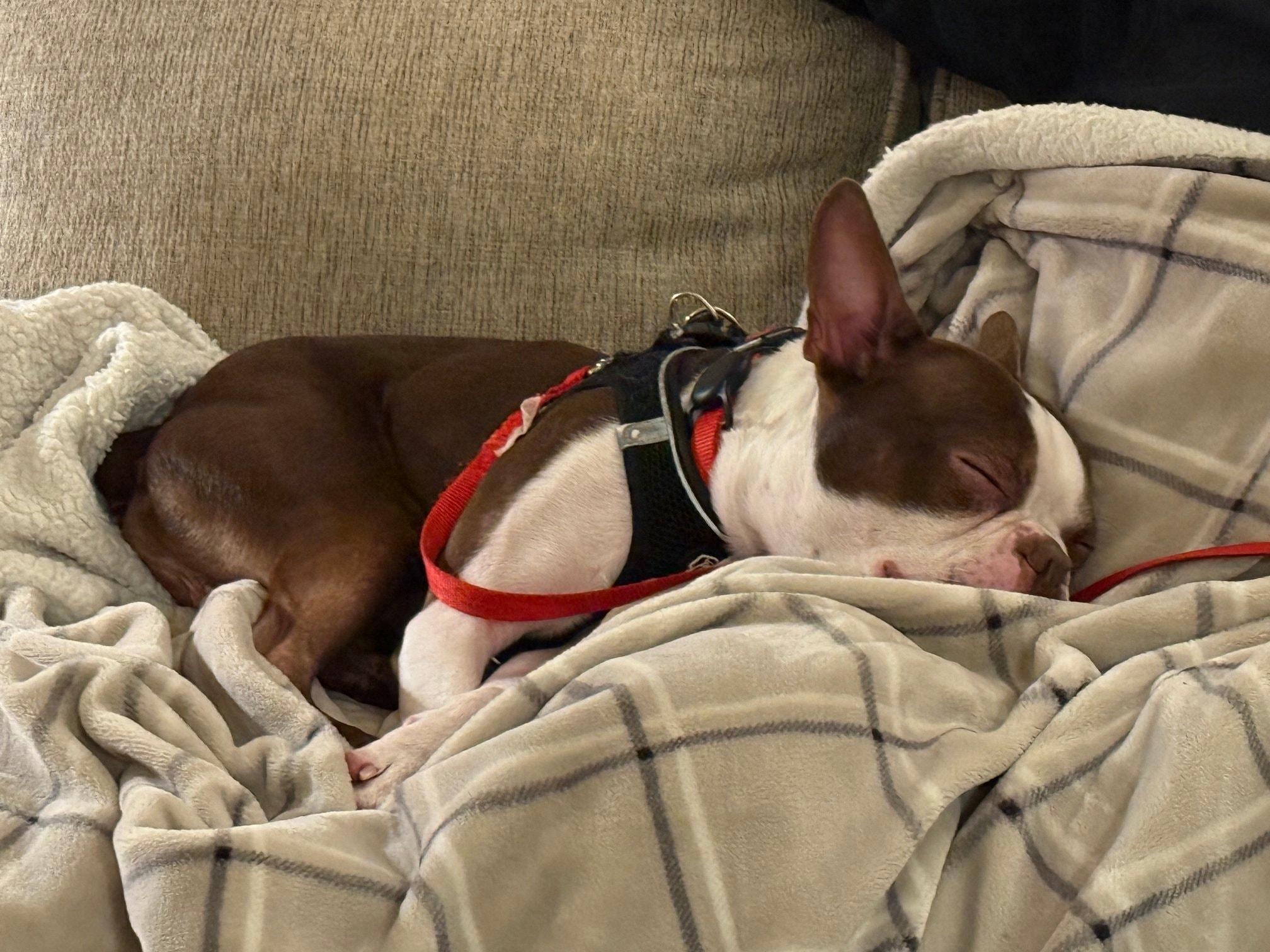 Lightning, a ADOPTABLE Boston Terrier in Waukesha, WI image 1/4