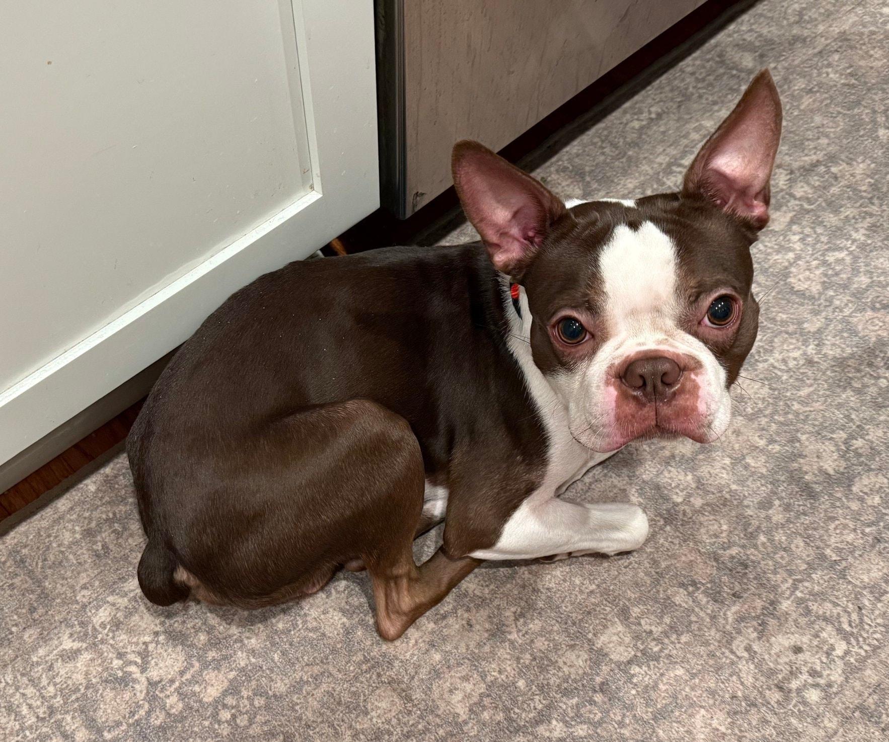 Lightning, ADOPTABLE, Young Male Boston Terrier.