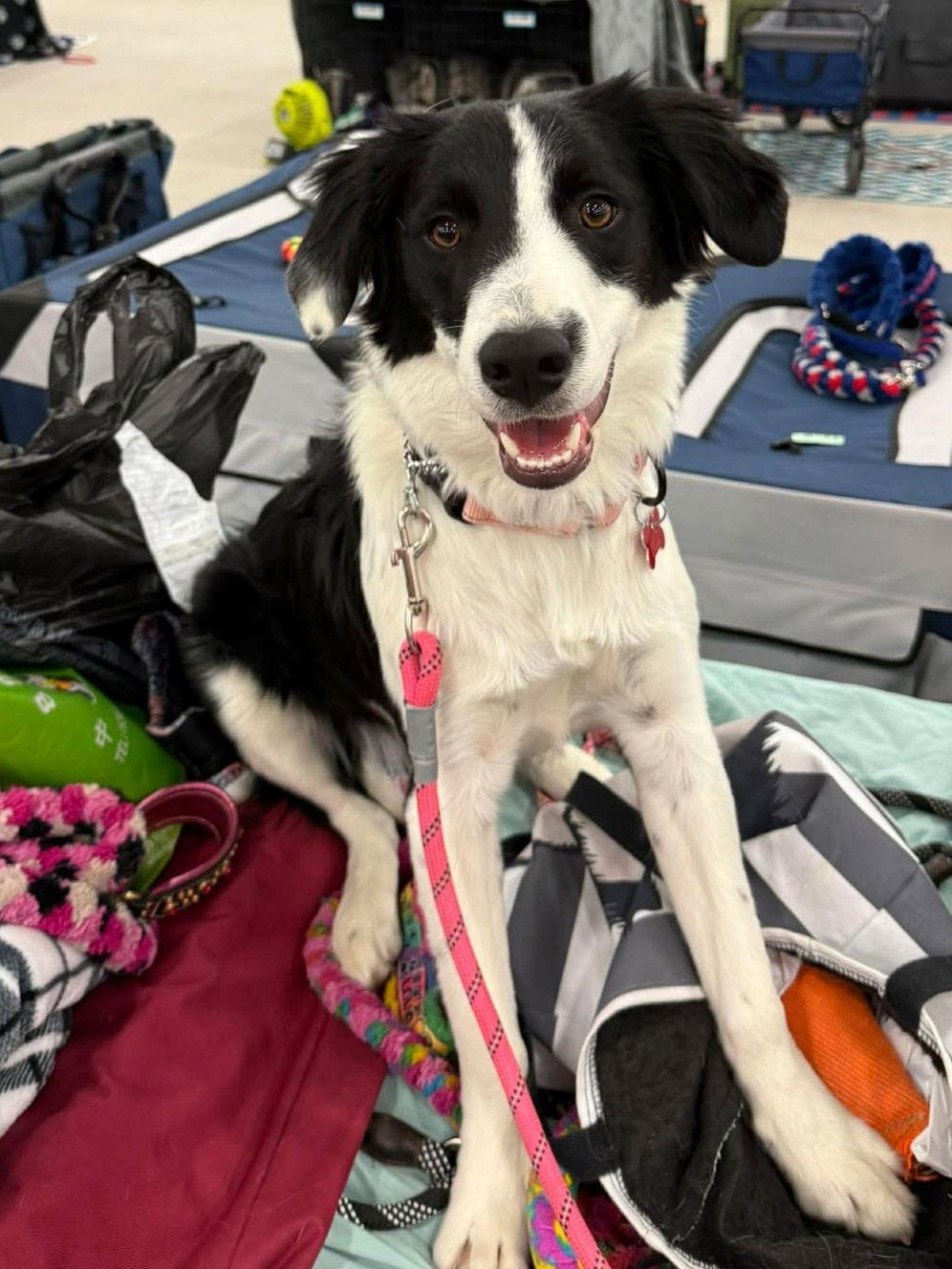 Terra, a Adopted Border Collie in St. Louis, MO image 1/3