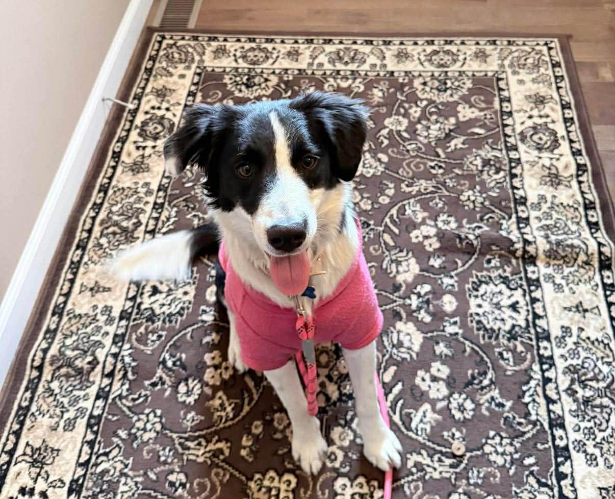 Terra, a Adopted Border Collie in St. Louis, MO image 3/3