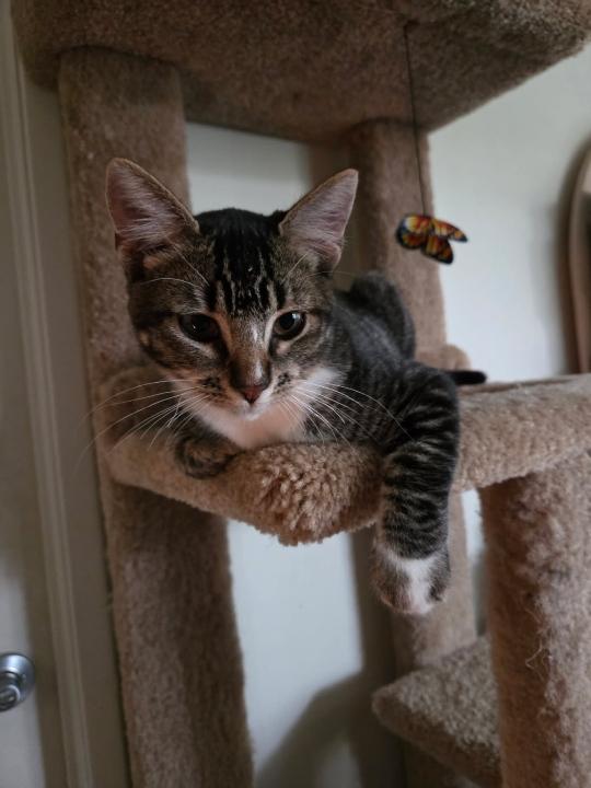 Molly, Adoptable, Kitten Female Domestic Short Hair.