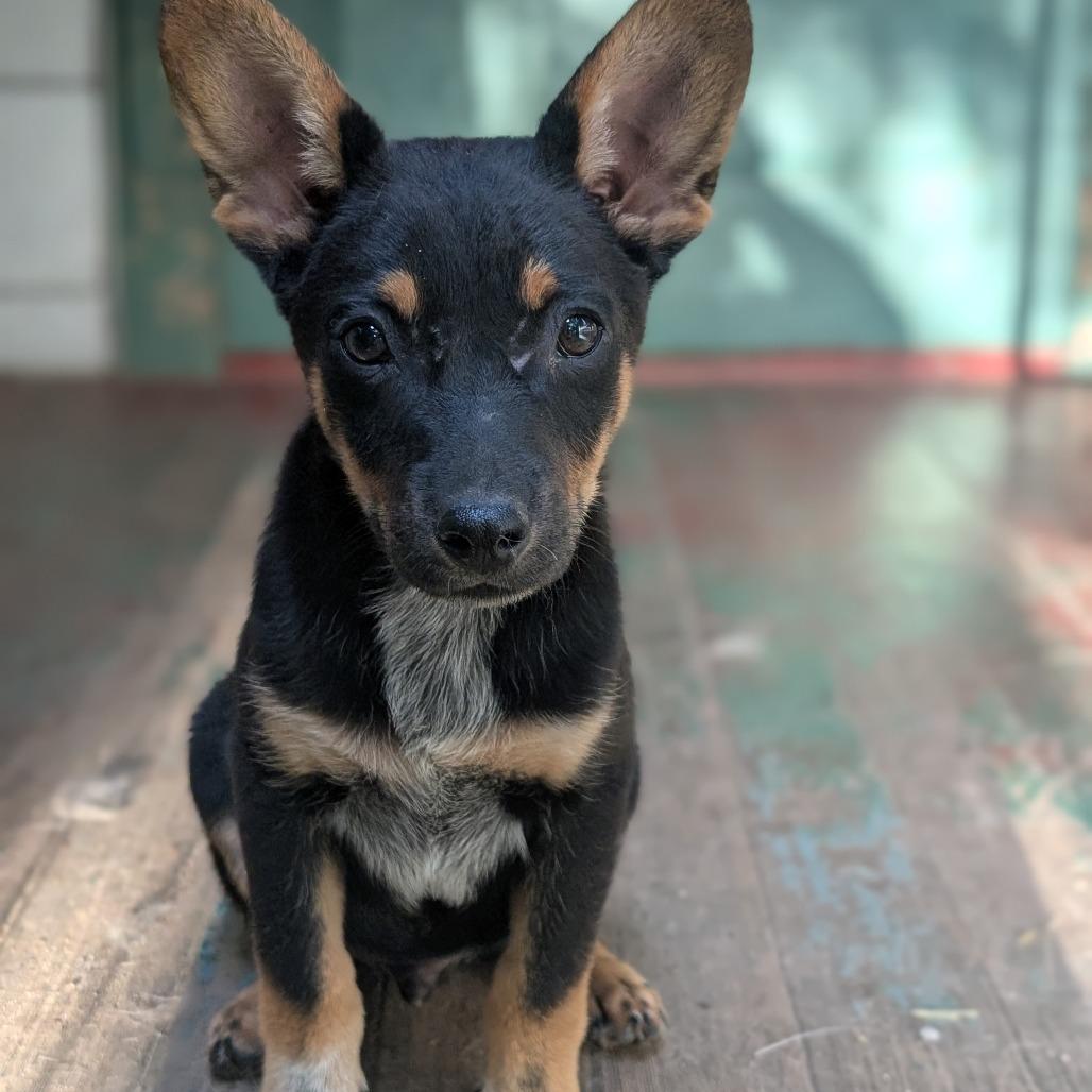 Mud, Adoptable, Puppy Male Australian Cattle Dog / Blue Heeler.
