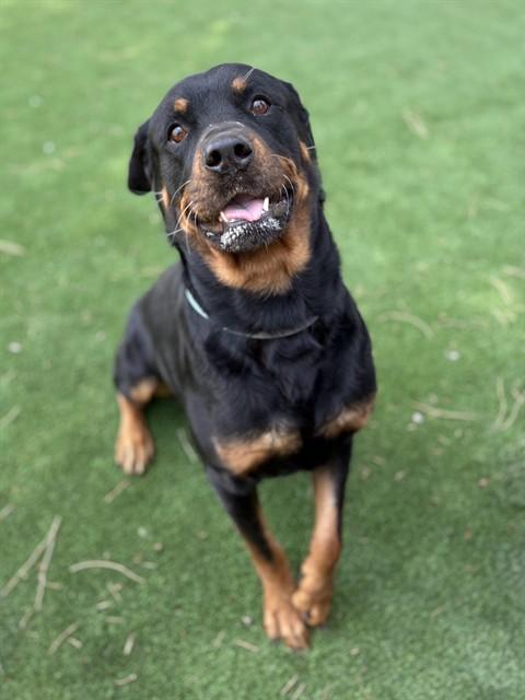 OSIRIS, Adoptable, Adult Male Rottweiler.