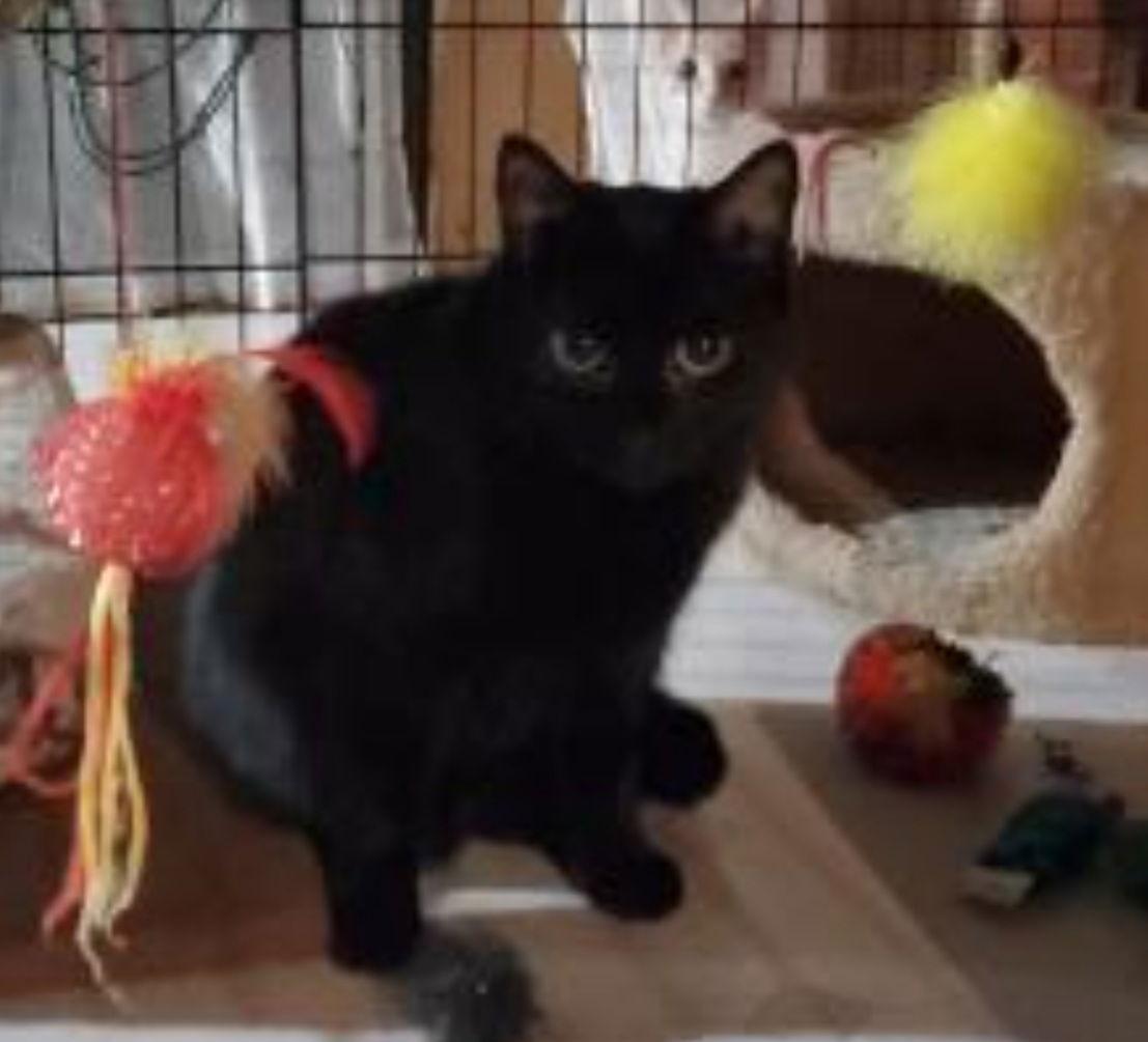 Enlarge Snoopy-Courtesy Post!, a Adoptable Domestic Short Hair in Spring City, PA image 1/3